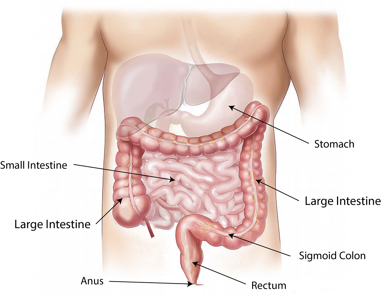 abdomen, intestine, large-1698565.jpg