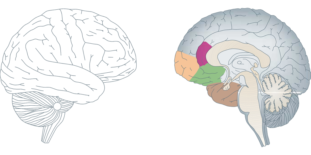 brain, human, anatomy-150952.jpg
